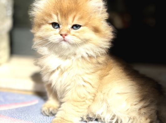 Mükemmel British Longhair