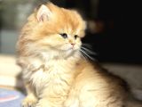 Mükemmel British Longhair