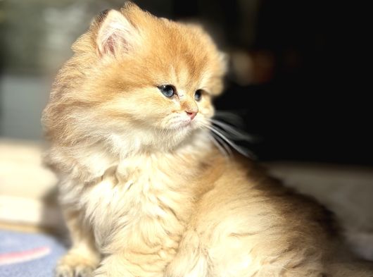 Mükemmel British Longhair görsel