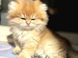 Mükemmel British Longhair