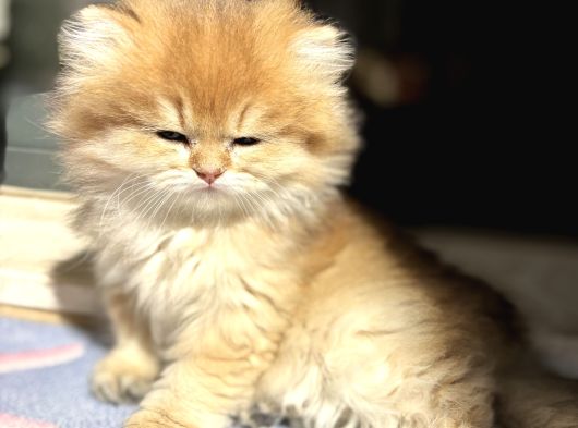 Mükemmel British Longhair görsel