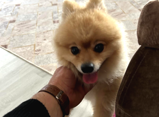 Pomerian Boo görsel