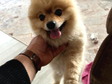 Pomerian boo