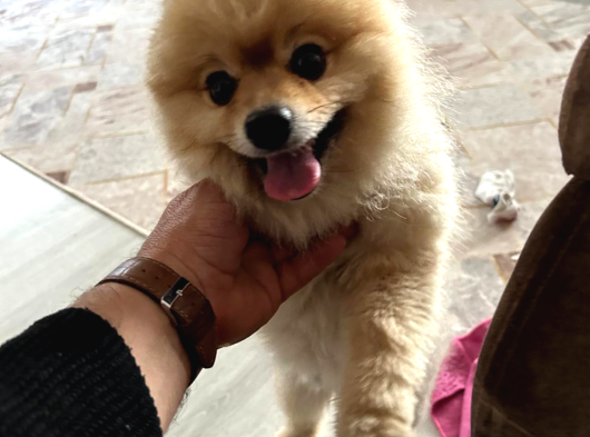 Pomerian Boo