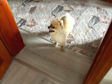 Pomerian Boo