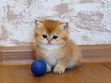 Efsane Güzelli̇kte Longhai̇r Golden Bebekler