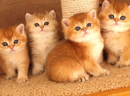 Efsane Güzelli̇kte Longhai̇r Golden Bebekler görsel