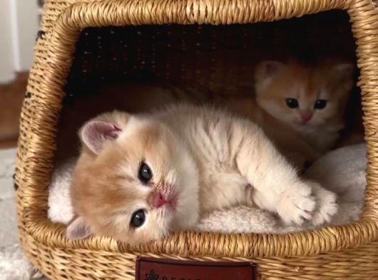 Efsane Güzelli̇kte Longhai̇r Golden Bebekler görsel