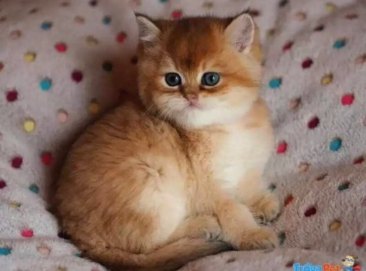 Efsane Güzelli̇kte Longhai̇r Golden Bebekler görsel