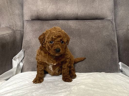 Red Brown Toy Kizimiz görsel