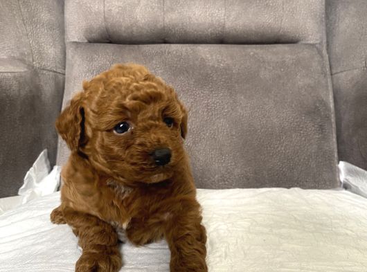 Red Brown Toy Kizimiz görsel