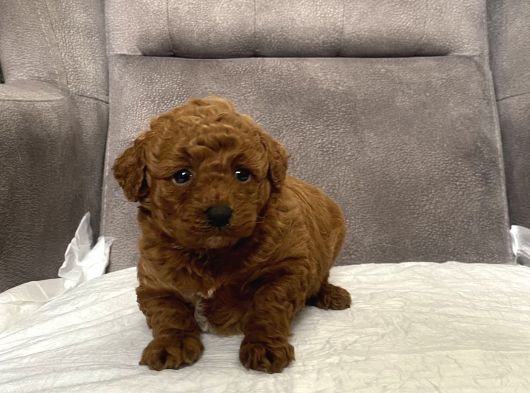 Red Brown Toy Kizimiz görsel