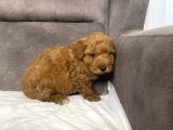 Poodle Tüy Yapisinda Maltipoo Oğlumuz