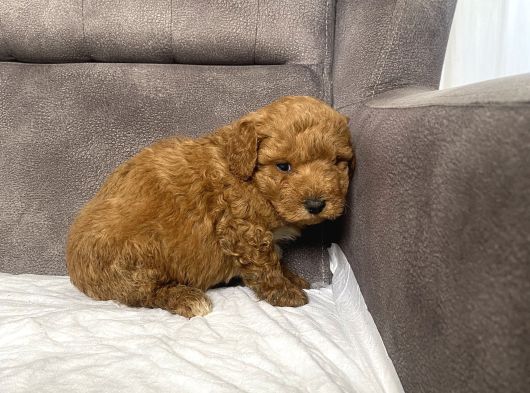 Poodle Tüy Yapisinda Maltipoo Oğlumuz görsel