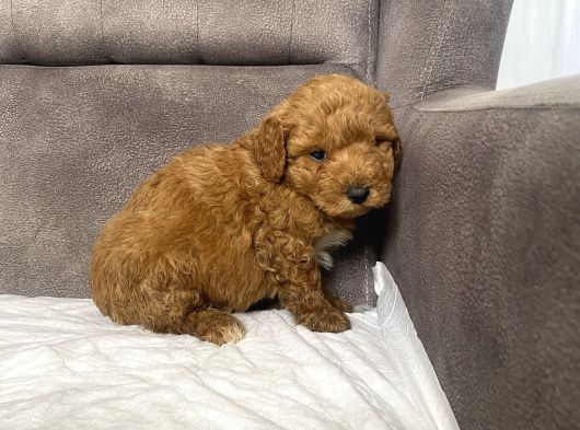 Poodle Tüy Yapisinda Maltipoo Oğlumuz görsel