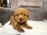 Poodle Tüy Yapisinda Maltipoo Oğlumuz