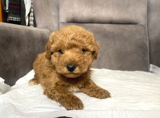 Poodle Tüy Yapisinda Maltipoo Oğlumuz görsel