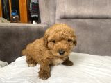 Poodle Tüy Yapisinda Maltipoo Oğlumuz