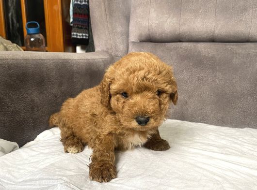 Poodle Tüy Yapisinda Maltipoo Oğlumuz görsel