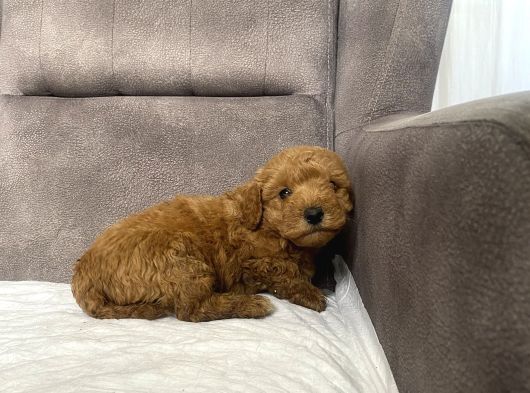 Poodle Tüy Yapisinda Maltipoo Oğlumuz görsel