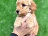 Toy Poodle Yavrular Aşılı Tuvalet Eğitimli