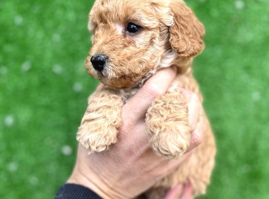 Toy Poodle Yavrular Aşılı Tuvalet Eğitimli görsel