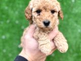 Toy Poodle Yavrular Aşılı Tuvalet Eğitimli