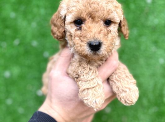 Toy Poodle Yavrular Aşılı Tuvalet Eğitimli görsel