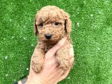 Toy Poodle Yavrular Aşılı Tuvalet Eğitimli
