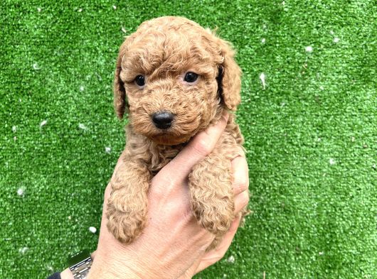 Toy Poodle Yavrular Aşılı Tuvalet Eğitimli görsel