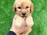 Toy Poodle Yavrular Aşılı Tuvalet Eğitimli