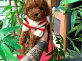 Orjinal Poodle Yavruları