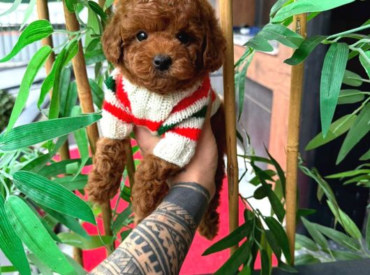 Orjinal Poodle Yavruları görsel