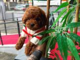 Orjinal Poodle Yavruları
