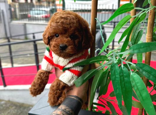 Orjinal Poodle Yavruları
