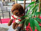 Orjinal Toy Poodle Yavruları