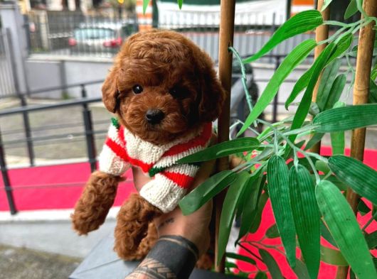 Orjinal Toy Poodle Yavruları görsel