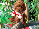 Orjinal Poodle Yavruları