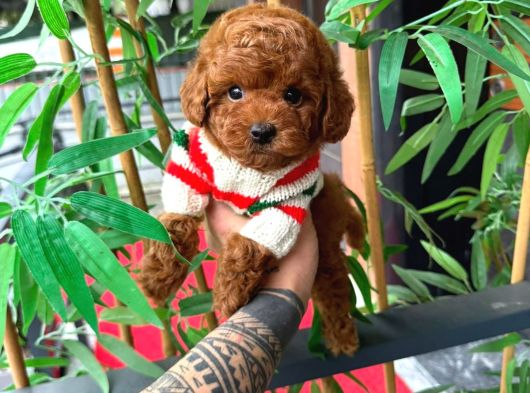 Orjinal Poodle Yavruları görsel