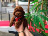 Orjinal Toy Poodle Yavruları