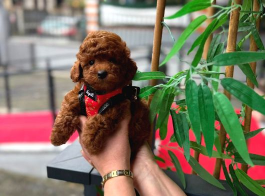 Orjinal Toy Poodle Yavruları