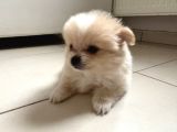 Pomeranian Beyaz Ve Kahverengi Köpek Sahiplendirme