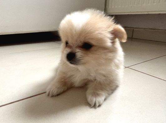 Pomeranian Beyaz Ve Kahverengi Köpek Sahiplendirme görsel