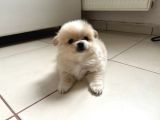 Pomeranian Beyaz Ve Kahverengi Köpek Sahiplendirme