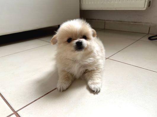 Pomeranian Beyaz Ve Kahverengi Köpek Sahiplendirme görsel