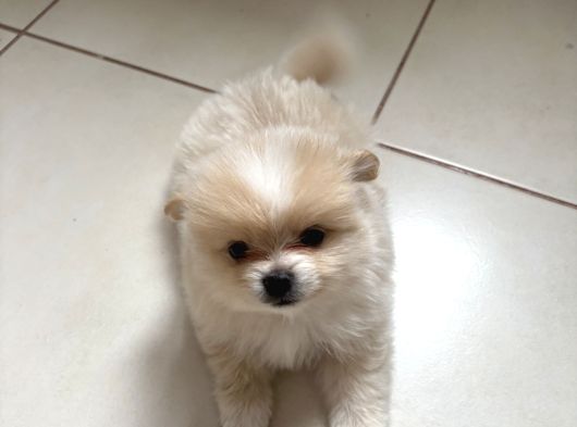 Pomeranian Beyaz Ve Kahverengi Köpek Sahiplendirme