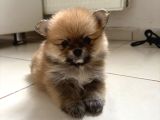 Pomeranian Beyaz Ve Kahverengi Köpek Sahiplendirme
