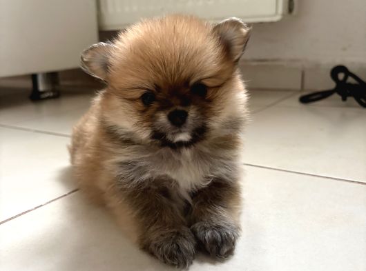 Pomeranian Beyaz Ve Kahverengi Köpek Sahiplendirme görsel