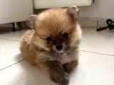 Pomeranian Beyaz Ve Kahverengi Köpek Sahiplendirme