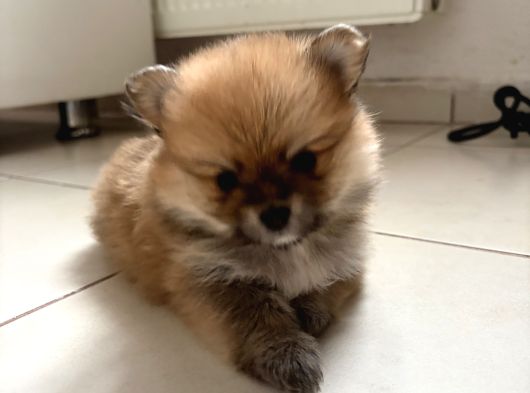 Pomeranian Beyaz Ve Kahverengi Köpek Sahiplendirme görsel